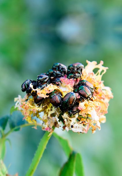beetles swarming flowers in Colorado
