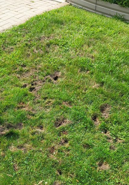 control grub-damaged lawns in Colorado