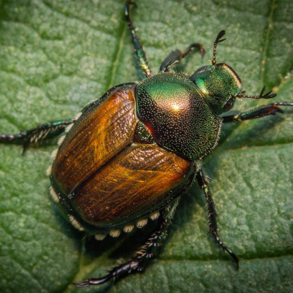 Japanese beetle in Colorado