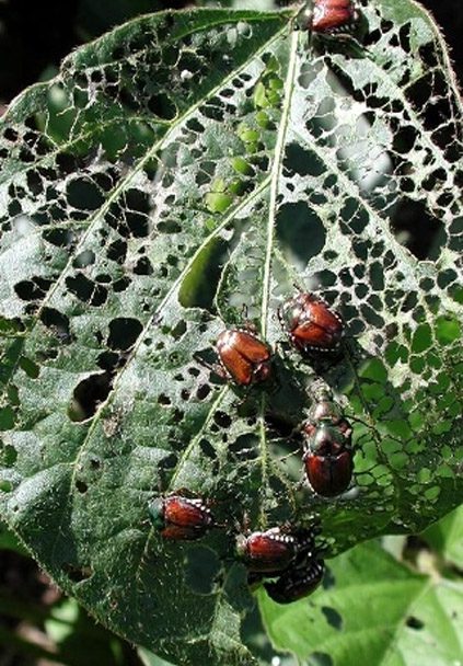 plant skeletonization in Colorado